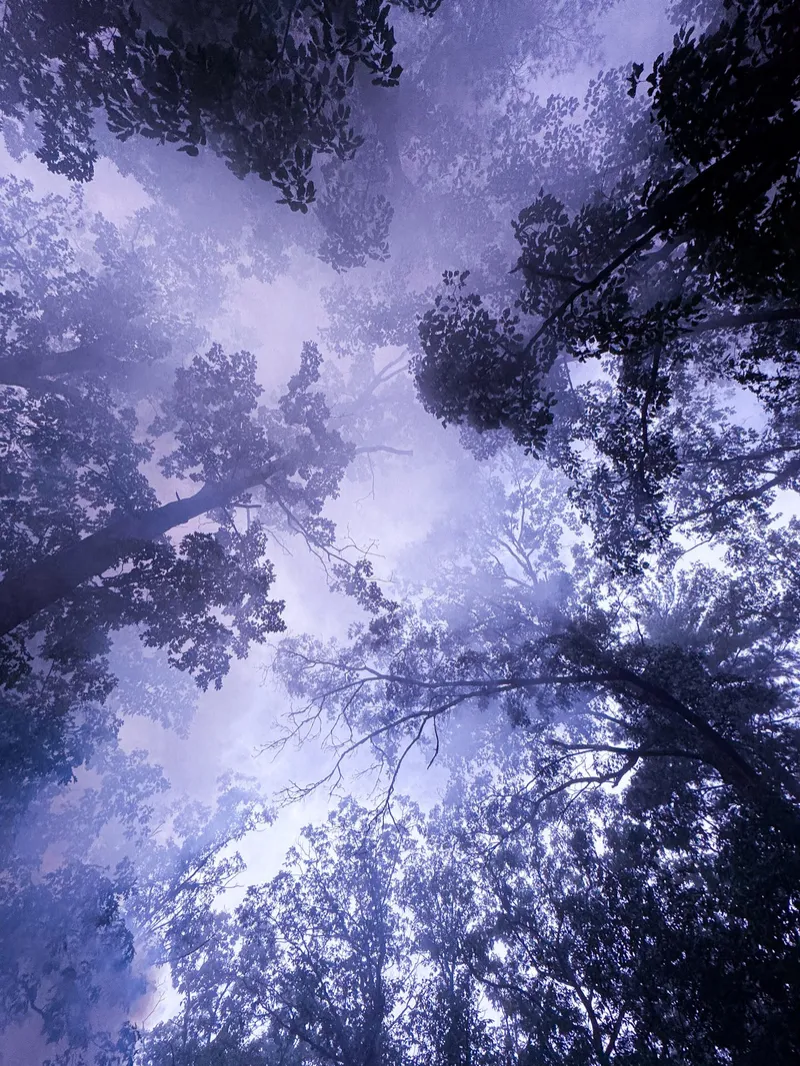 Up in the Trees | Limited Edition Fine Art Print