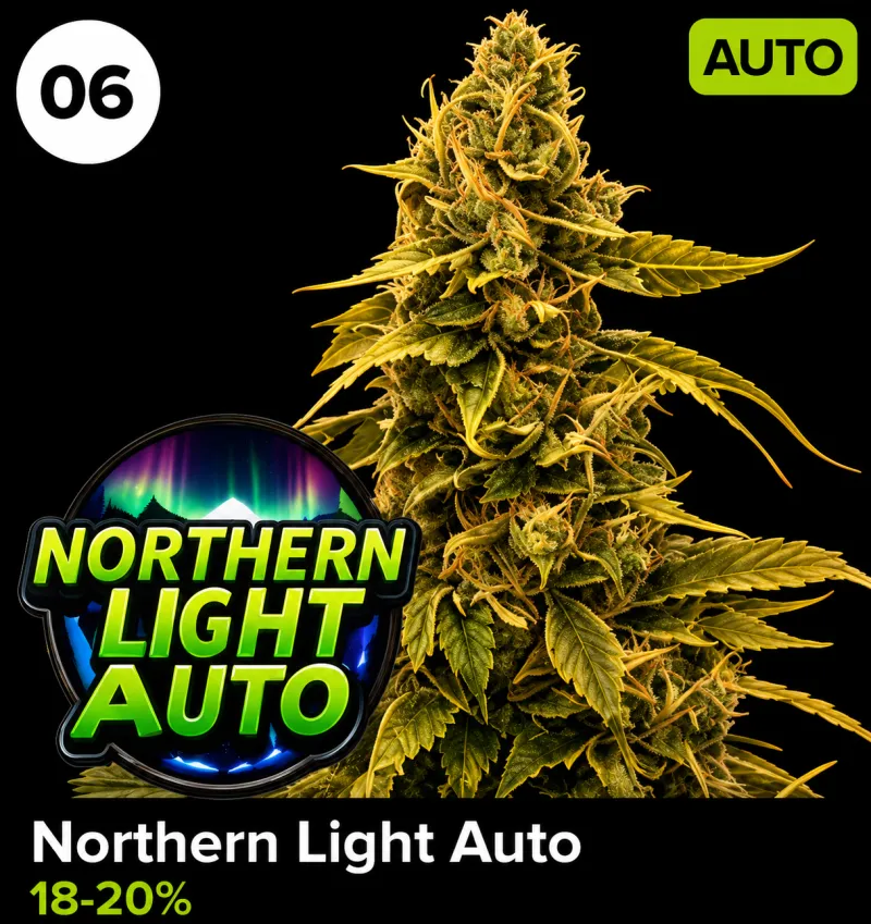 Northern Light Auto