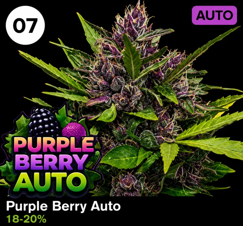 Purple Berry Auto