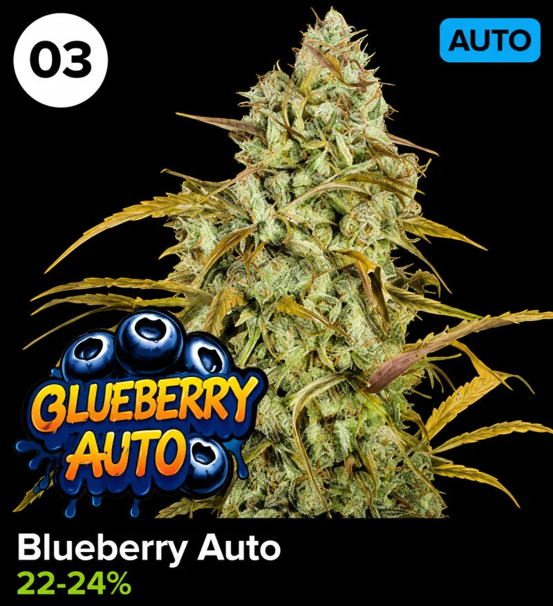 Blueberry Auto