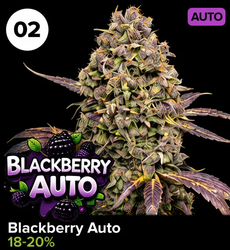 Blackberry Auto