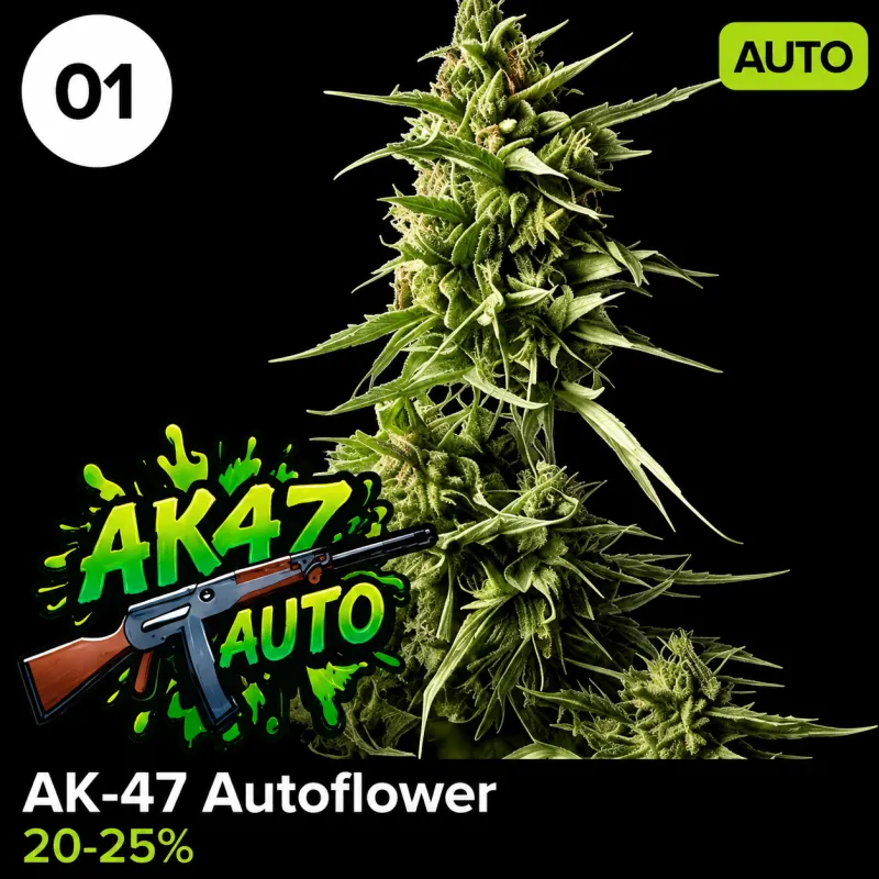 AK-47 Autoflower