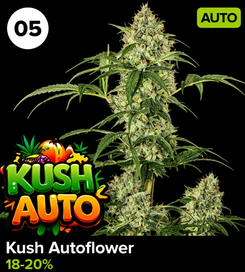 Kush Autoflower