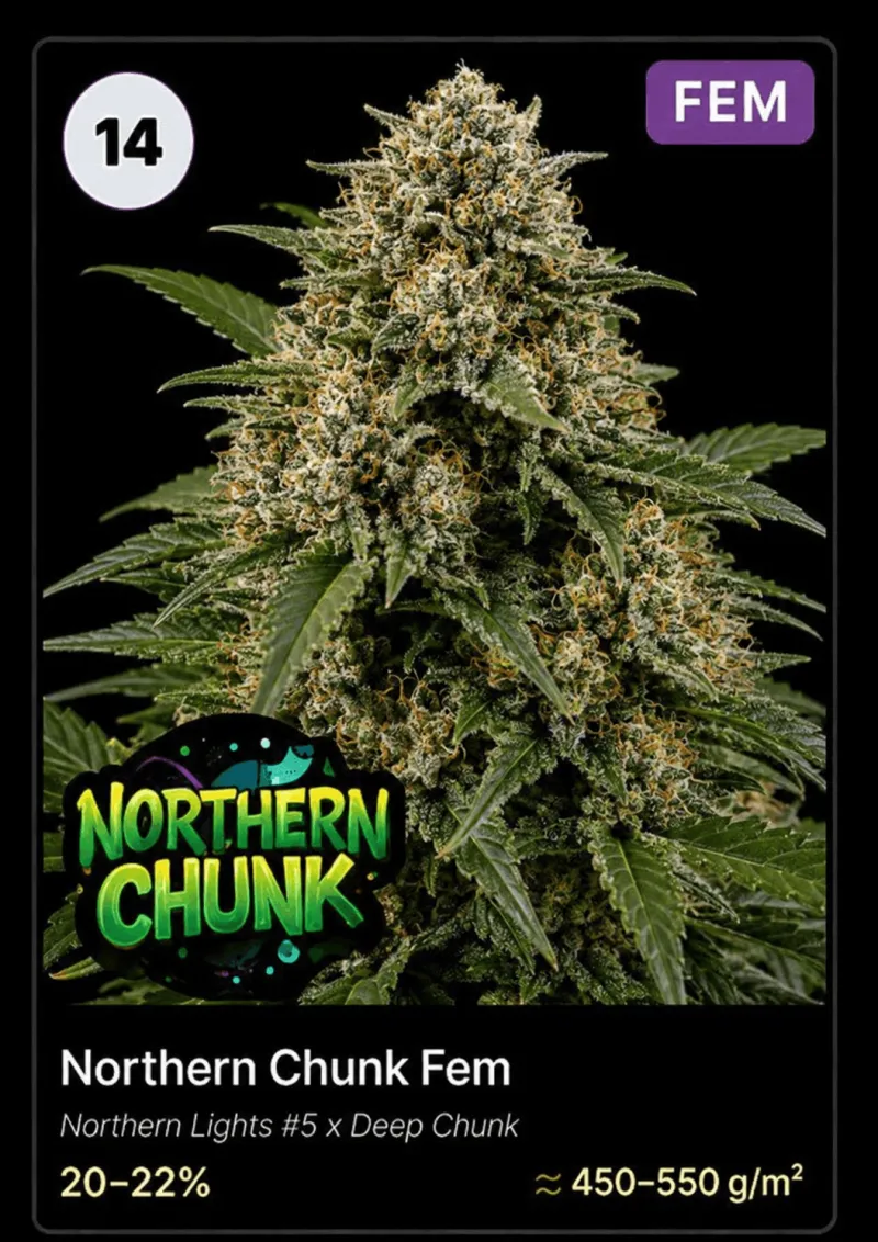 Northern Chunk Fem