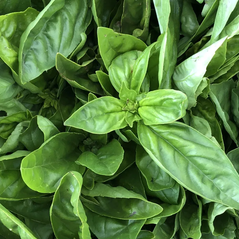 Basil