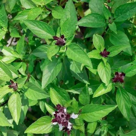 Cinnamon Basil