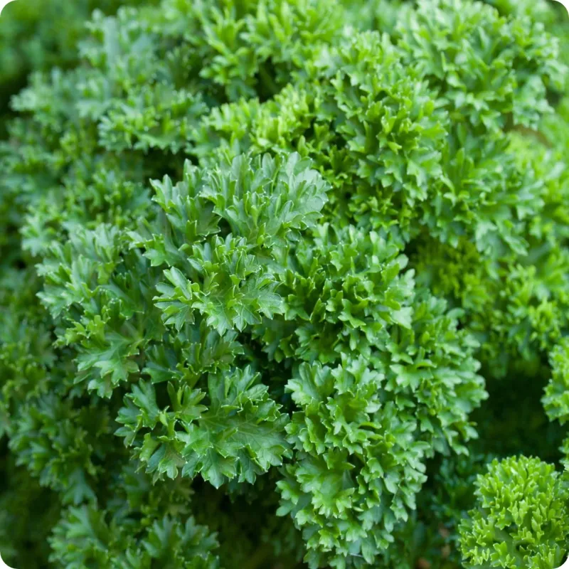 Curly Parsley
