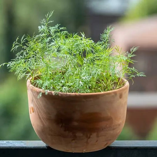 Dill