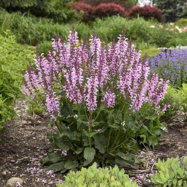 Perennials