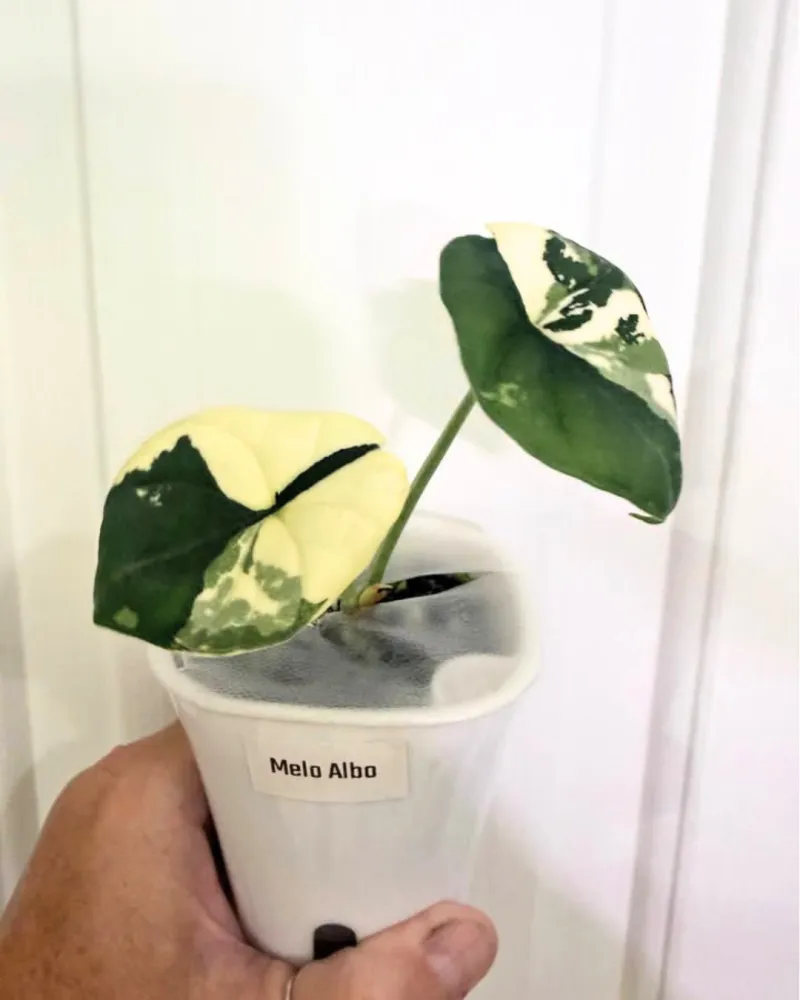 Alocasia Melo Albo
