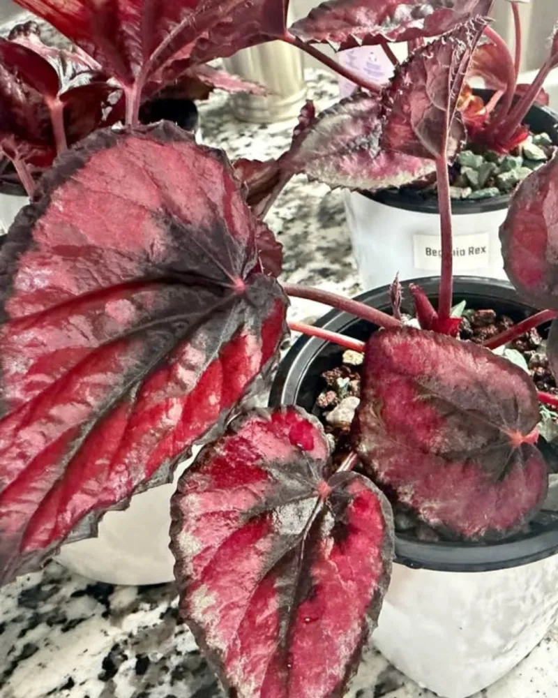 Begonia Red Kiss