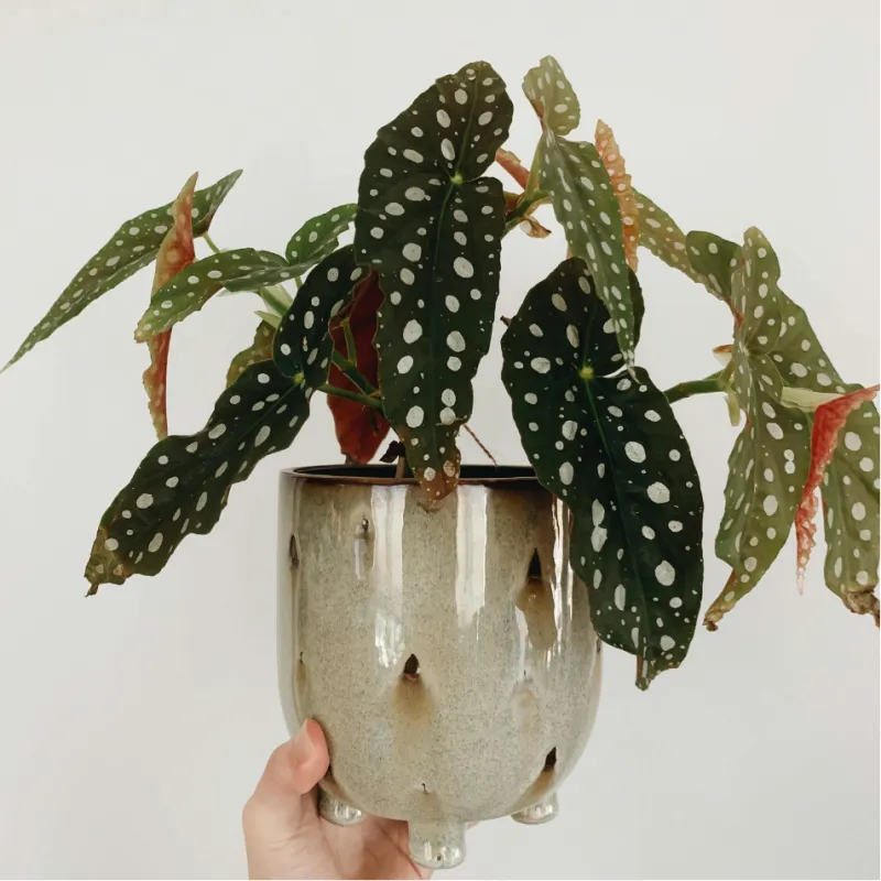 Begonia