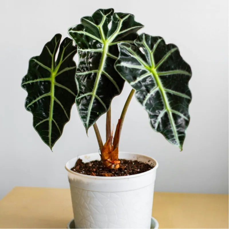 Alocasia