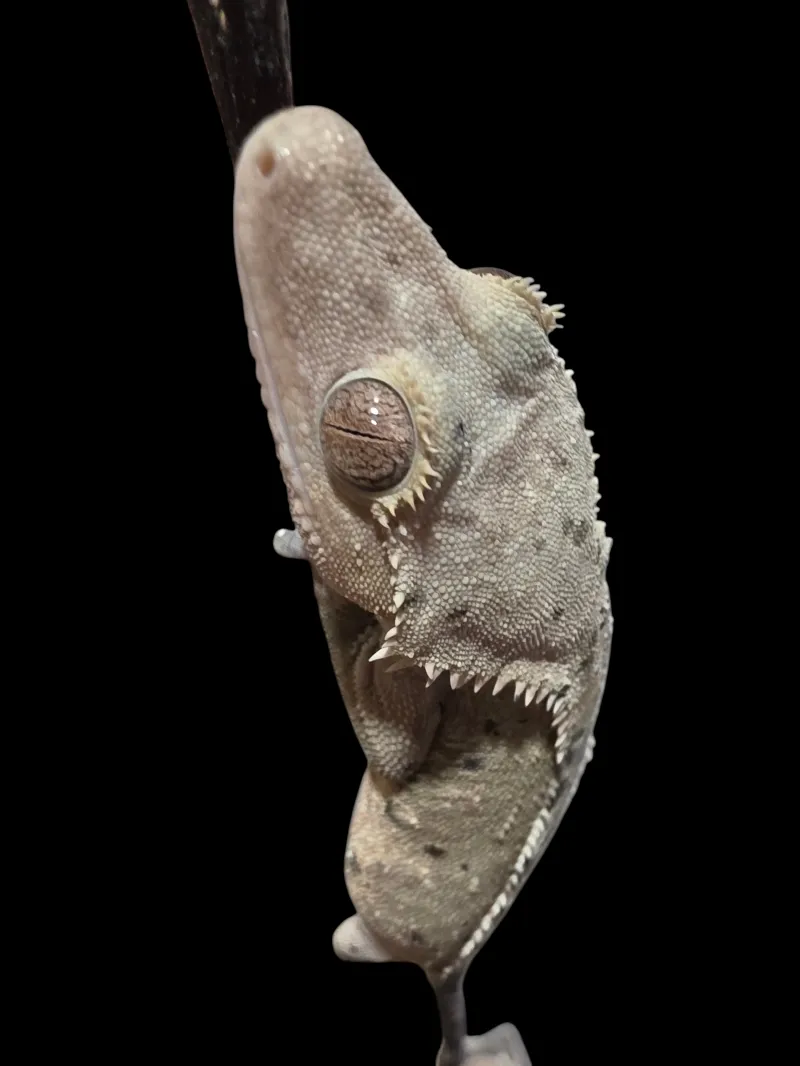 Crested Gecko - Adult - Dalmatian