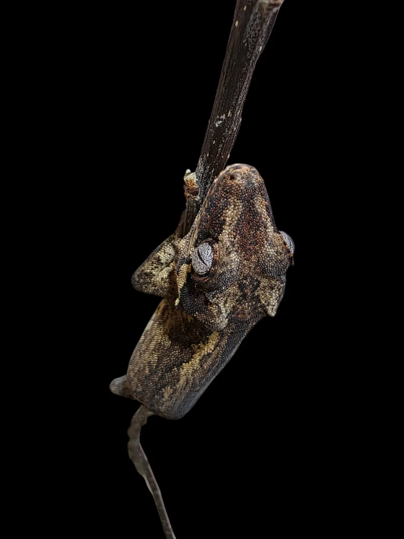 Gargoyle Gecko - Adult - Dark Base