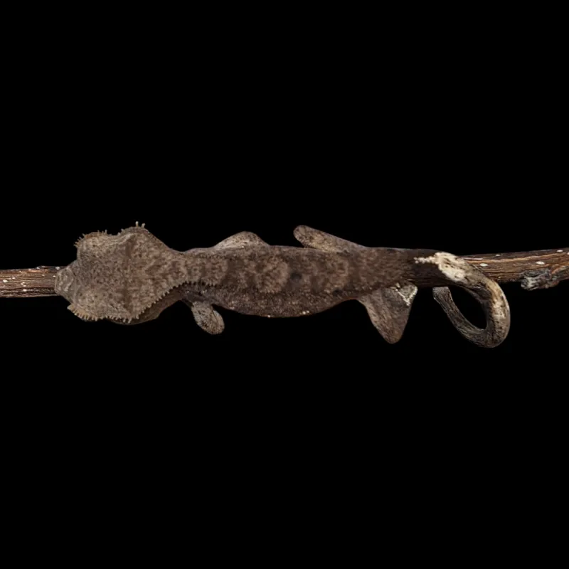 Crested Gecko - Baby - Tiger Back Dalmatian