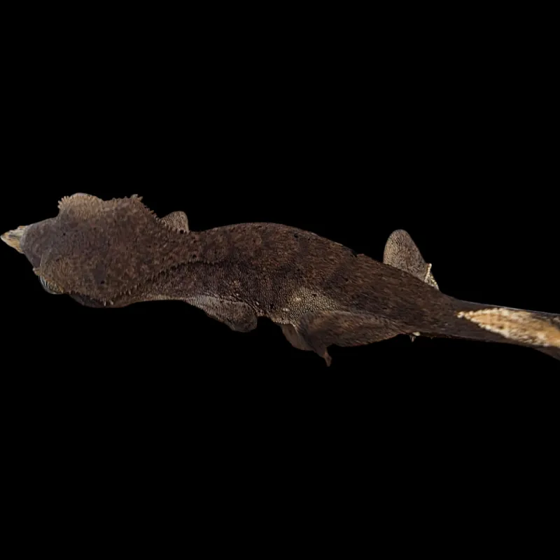 Crested Gecko - Baby - Harlequin