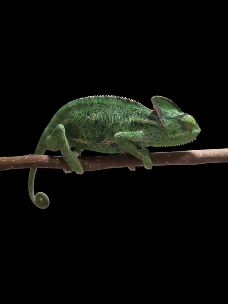 Veiled Chameleon - Subadult - Female 2