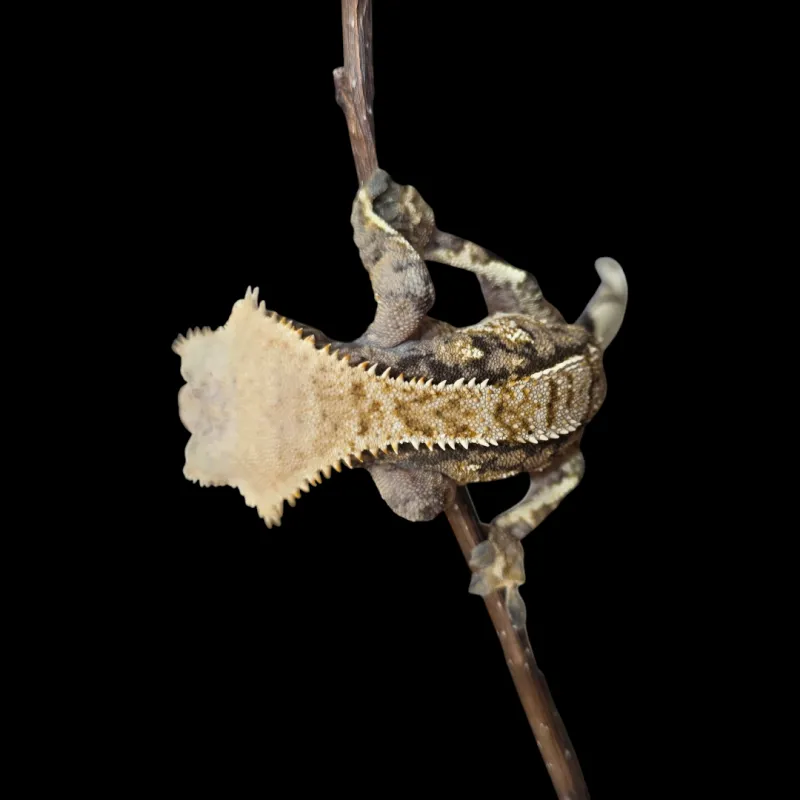 Crested Gecko - Adult - Tricolor Tiger Back Male