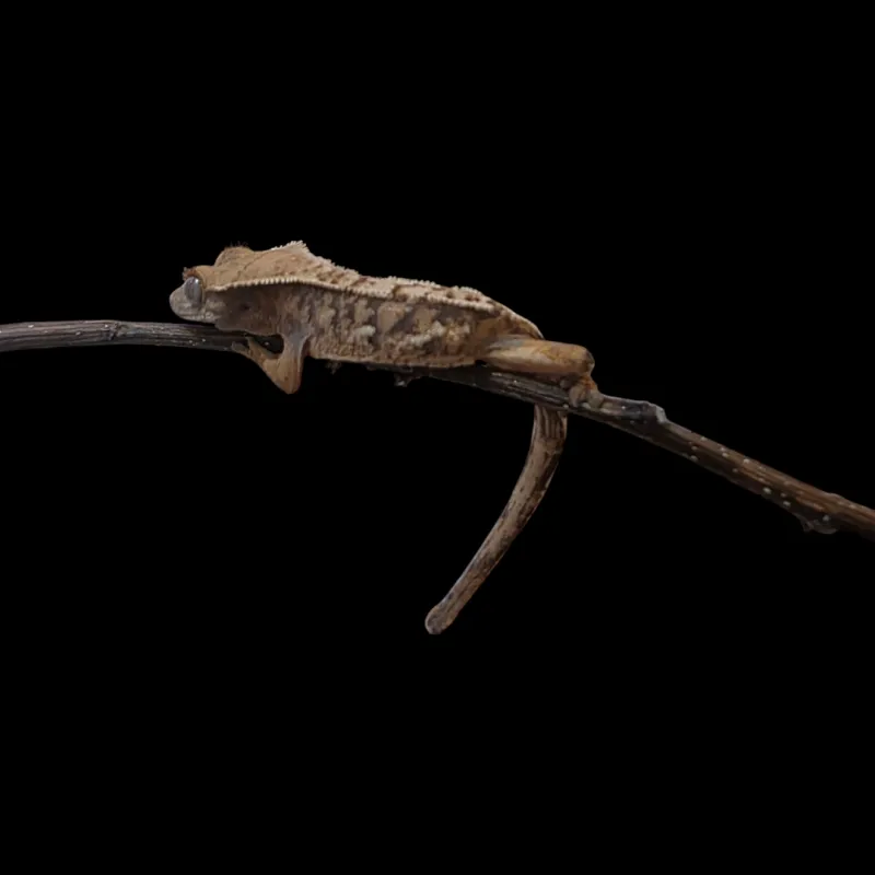Crested Gecko - Juvenile - Harlequin