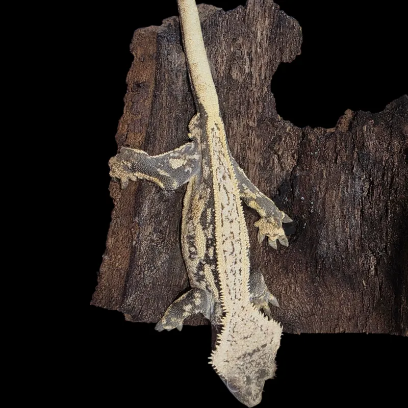 Crested Gecko - Adult Male - High Contrast