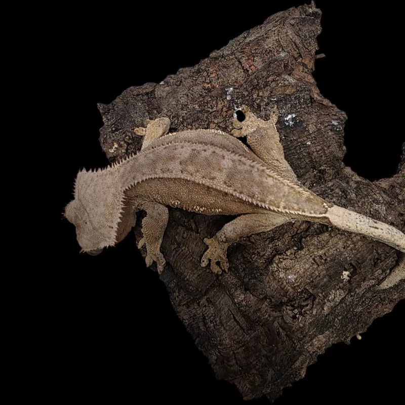 Crested Gecko - Adult - Buckskin Porthole