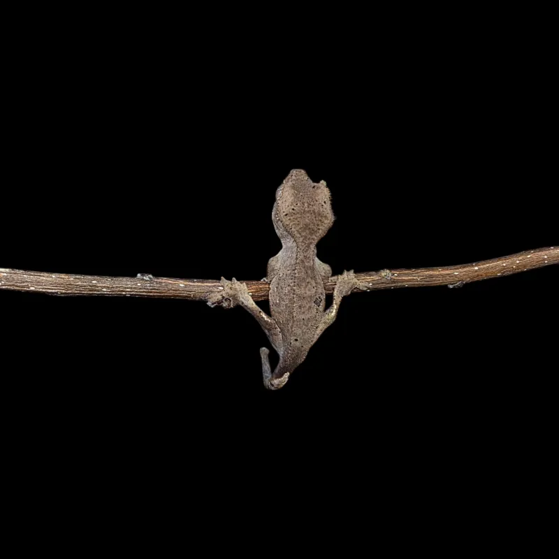 Crested Gecko - Baby - Patternless Dalmatian
