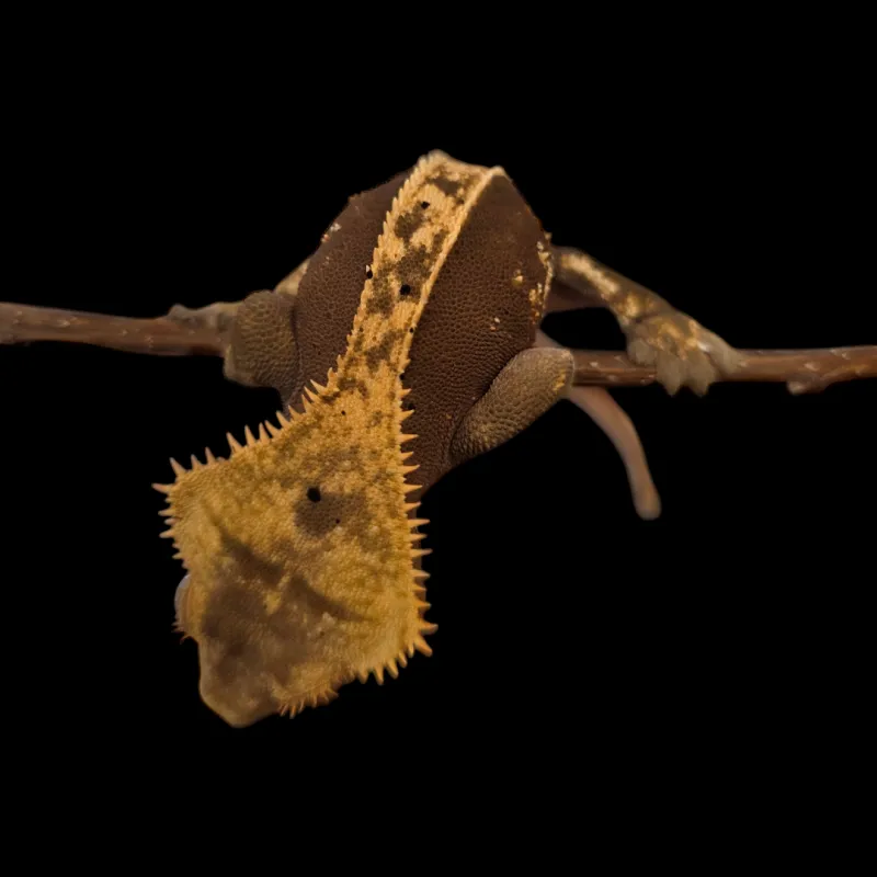 Crested Gecko - Adult - High Expression Yellow