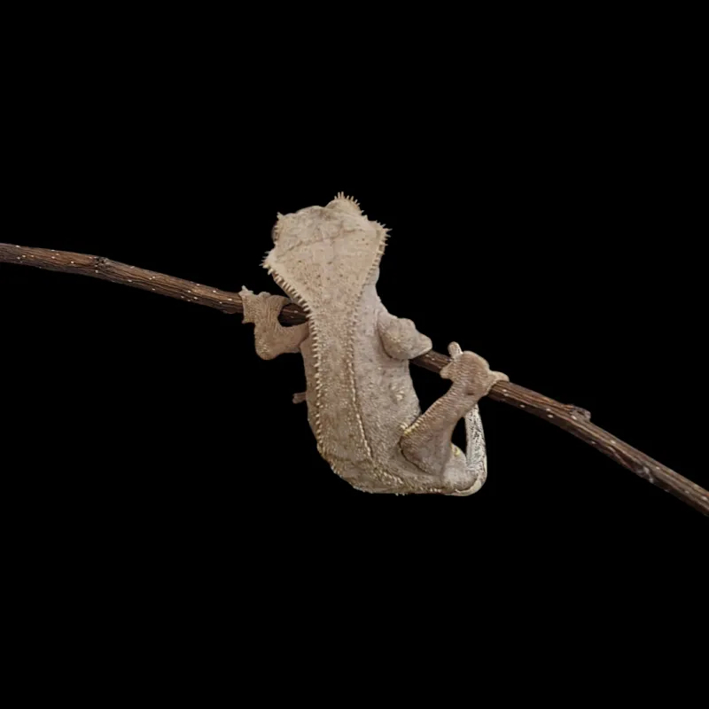 Crested Gecko - Adult - Tiger Back Porthole Red