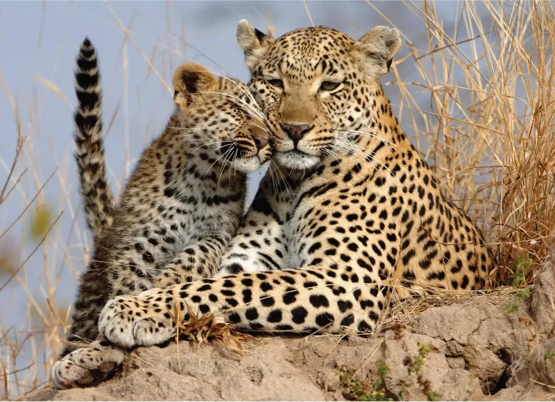 Ron Magill - 500 piece puzzle  - Leopard and Cub