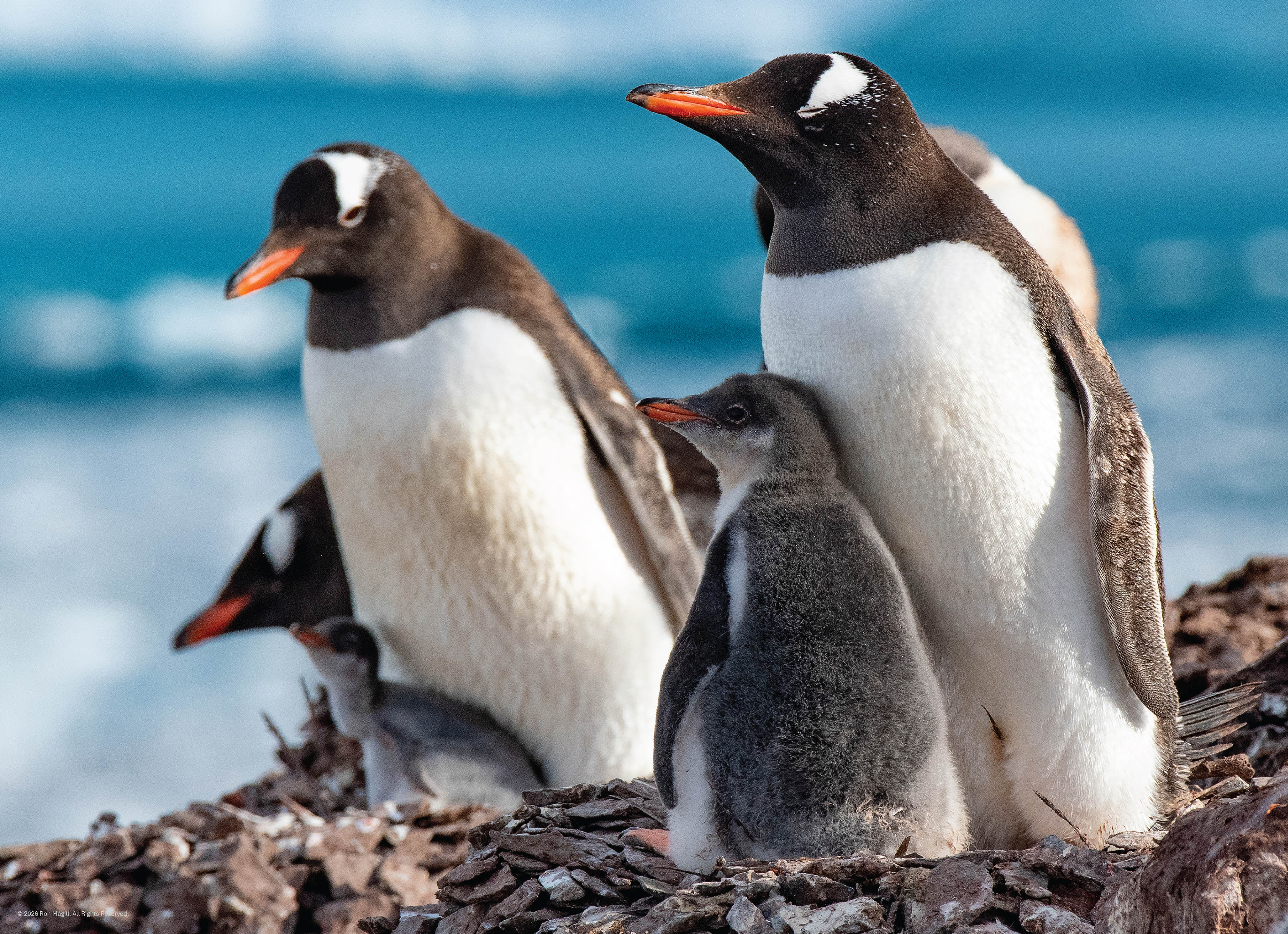 Ron Magill - 500 piece puzzle  - Gentoo Penguin