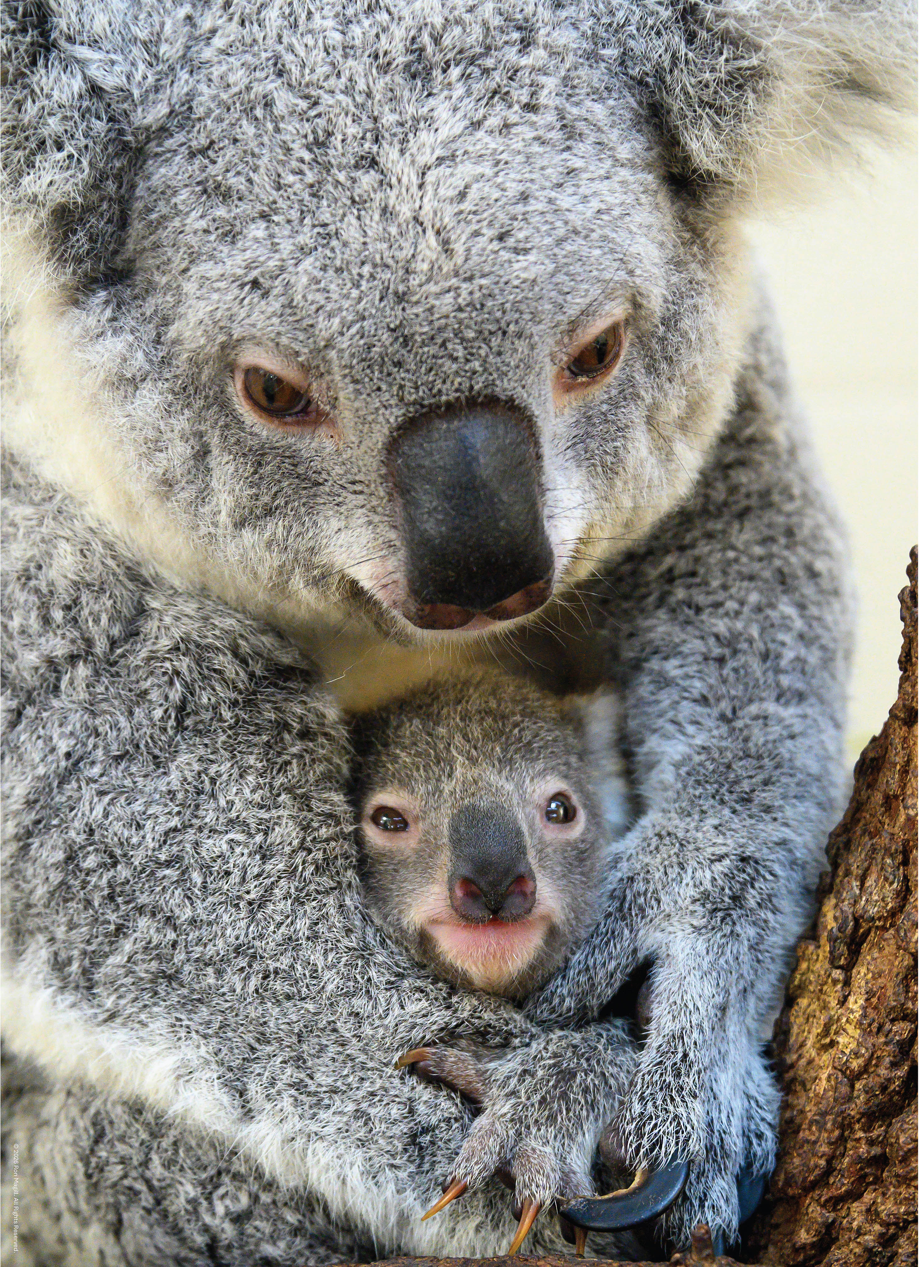Ron Magill - 500 piece puzzle – Koala and Joey