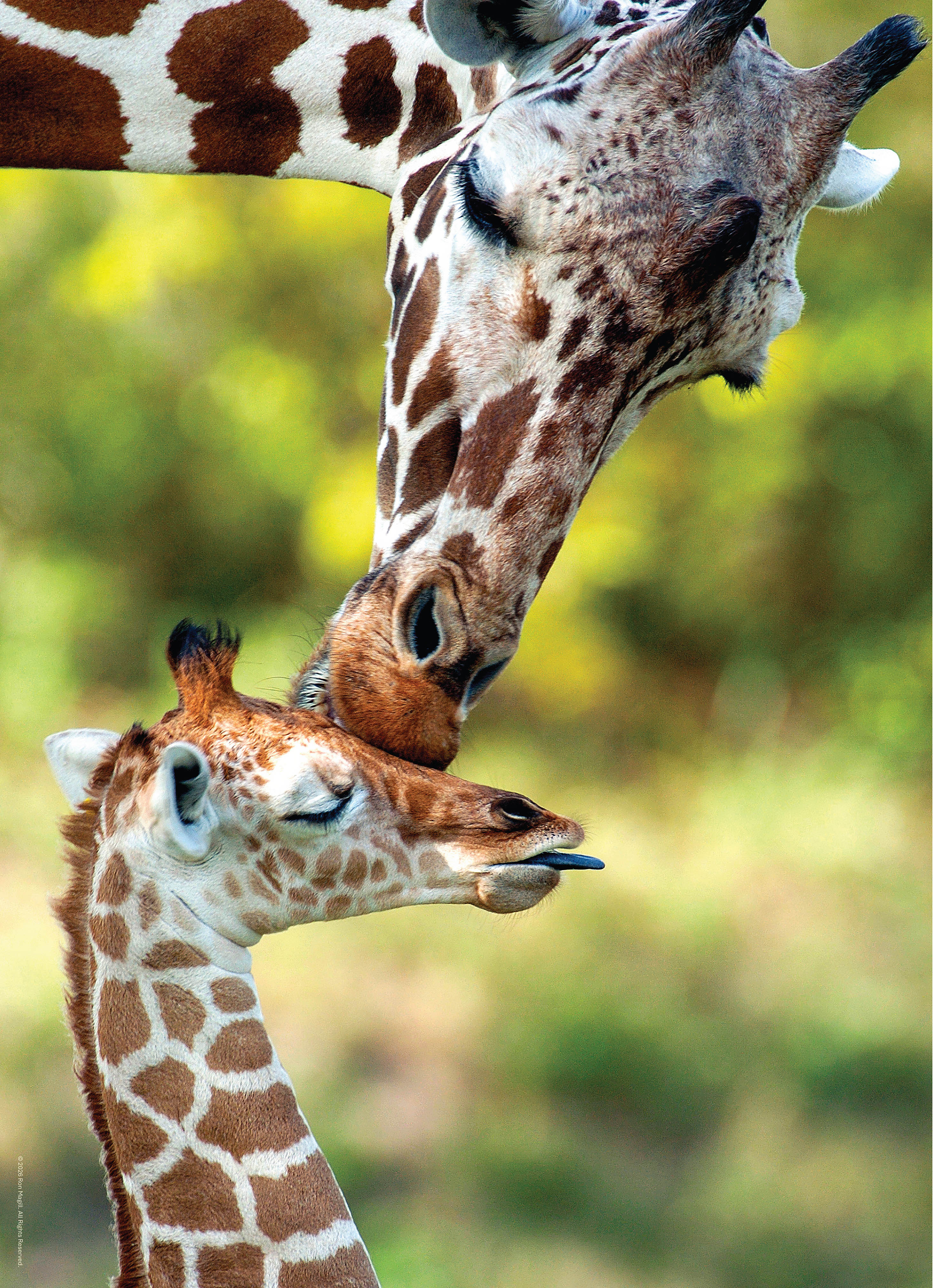 Ron Magill - 500 piece puzzle – Giraffe and Calf