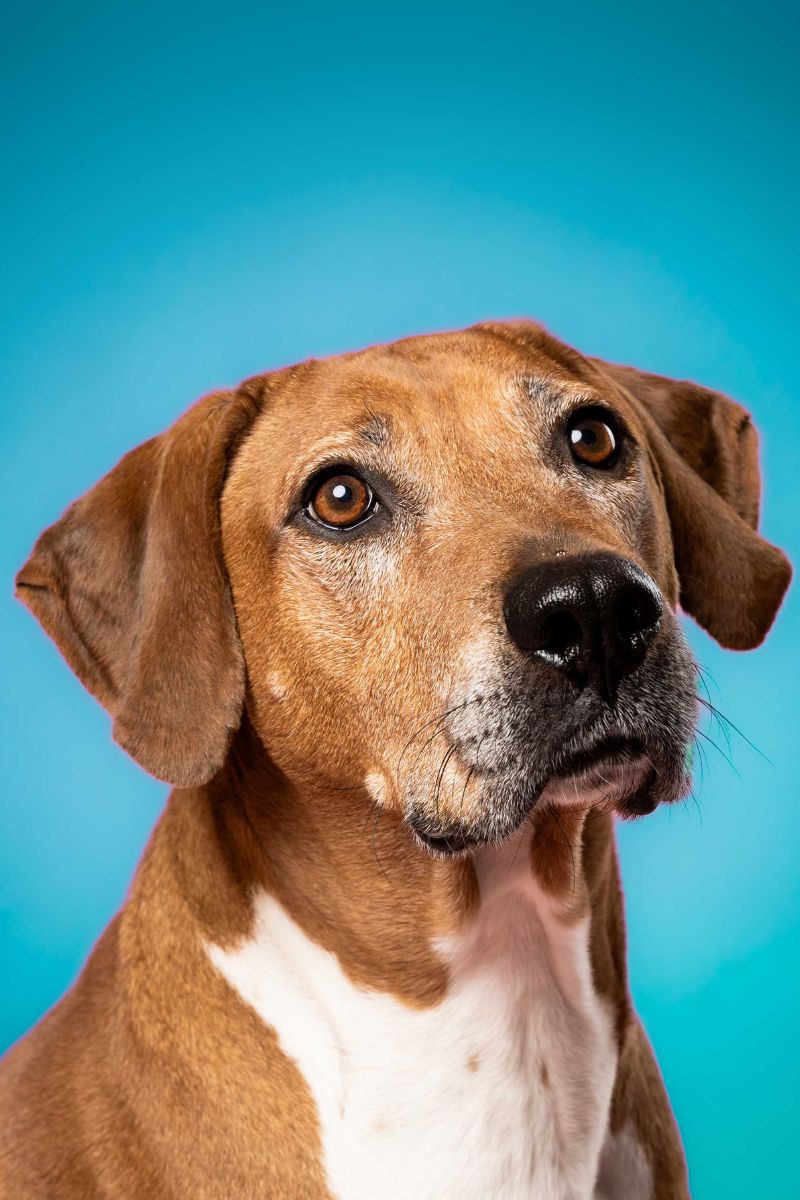 Q — Studio Mascot