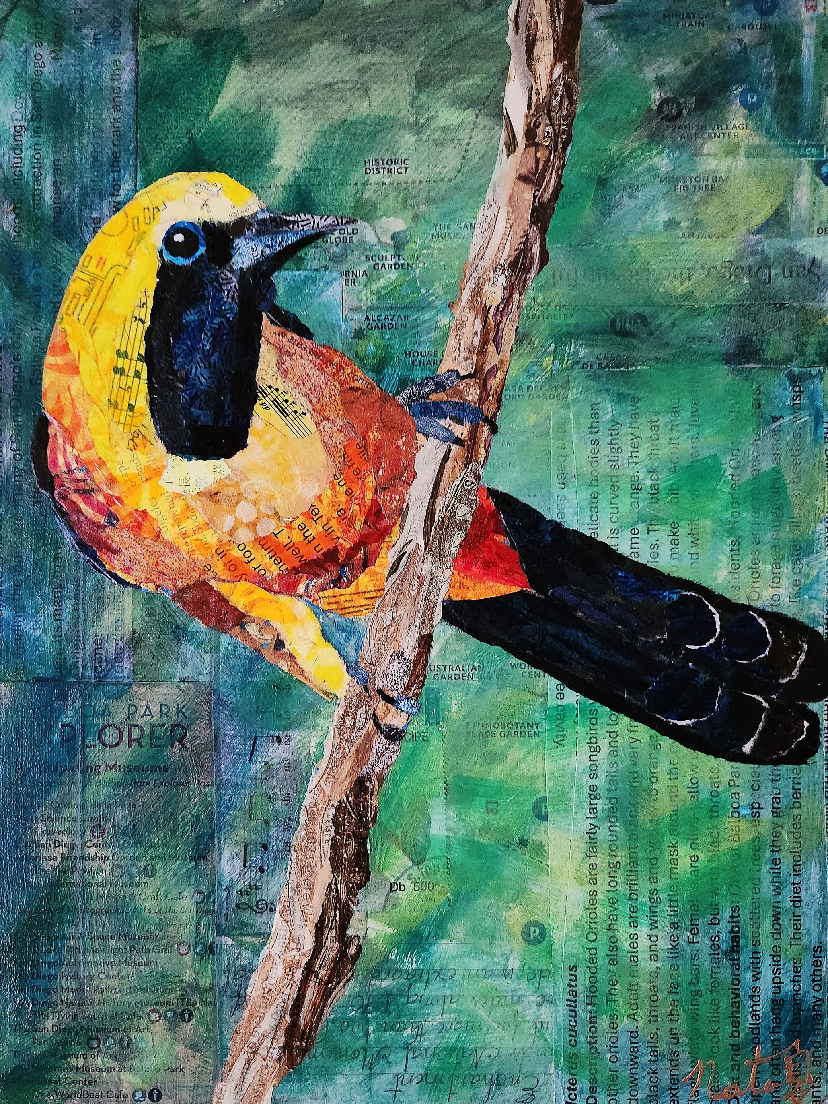 Birds of Balboa Park: Hooded Oriole