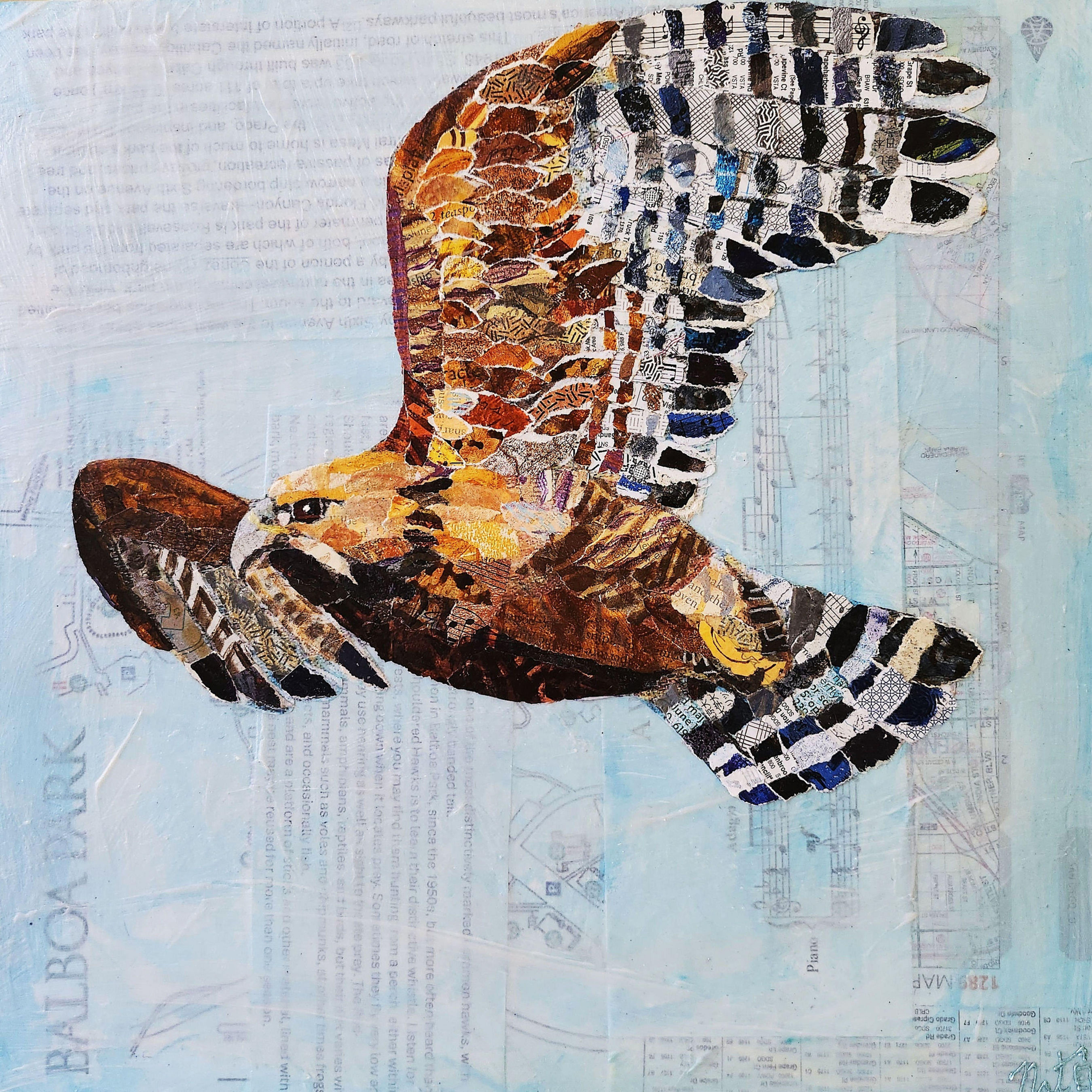 Birds of Balboa Park: Red-Shouldered Hawk