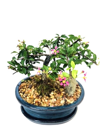 Bonsai Barbados Cherry