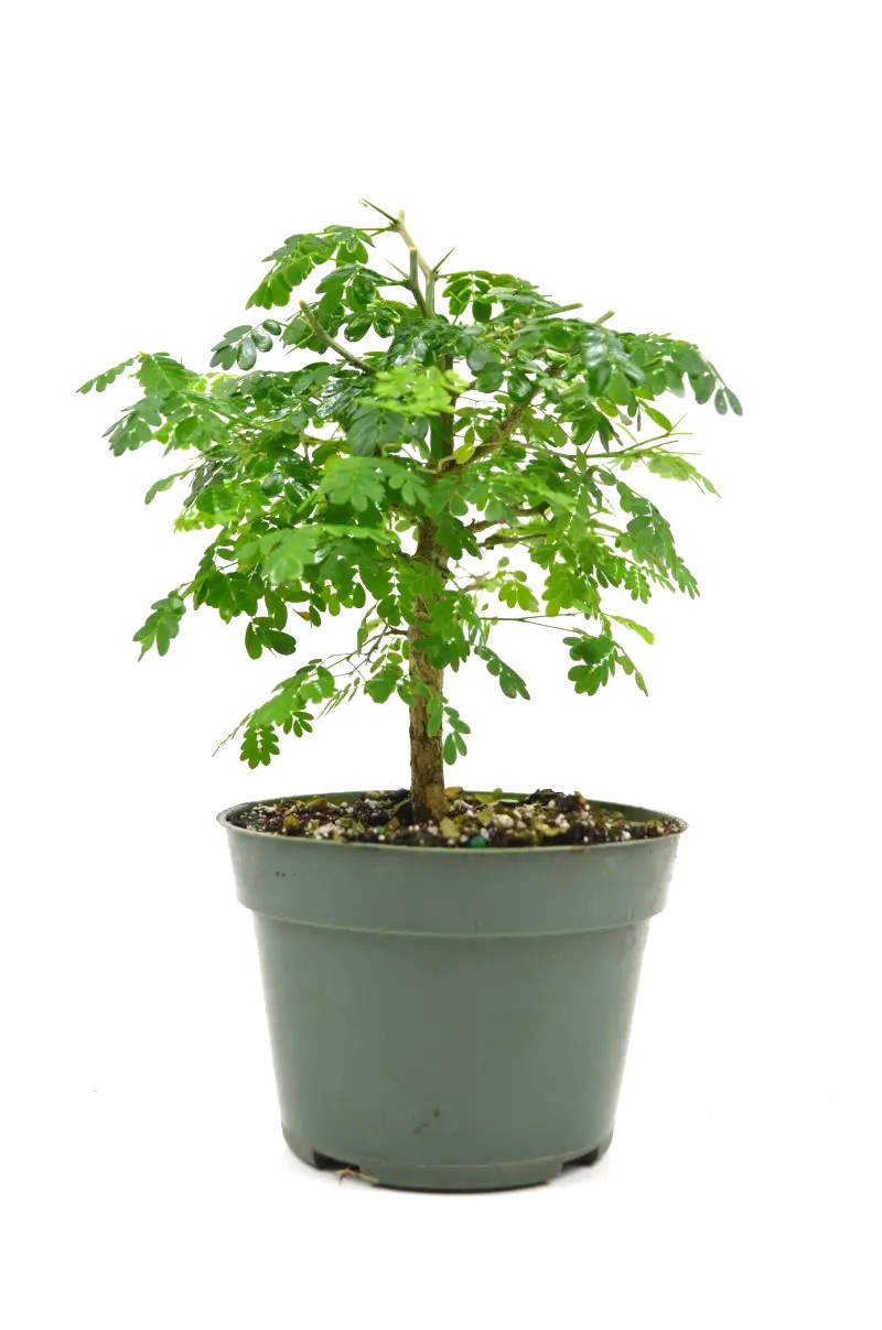 Bonsai Brazilian Rainforest Tree