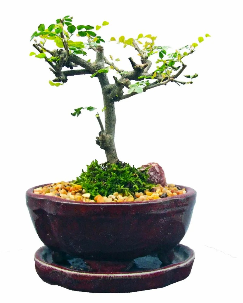 Bonsai Campeche
