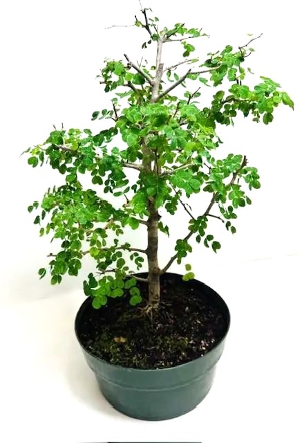 Bonsai Campeche