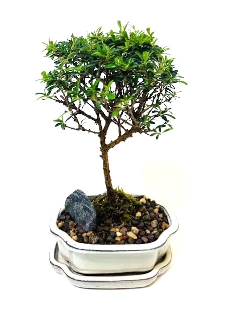Bonsai Bahamas Berry