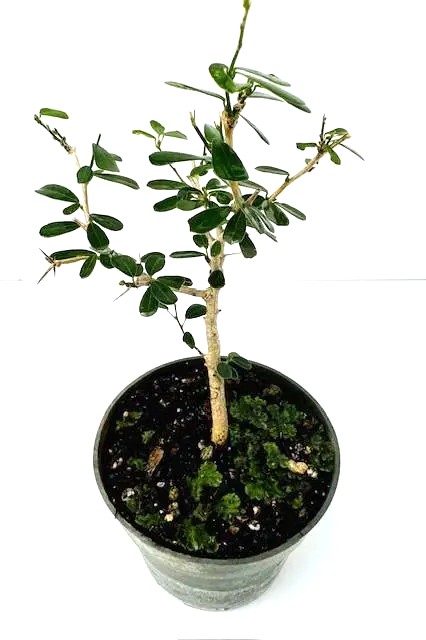 Blue Bell Bonsai
