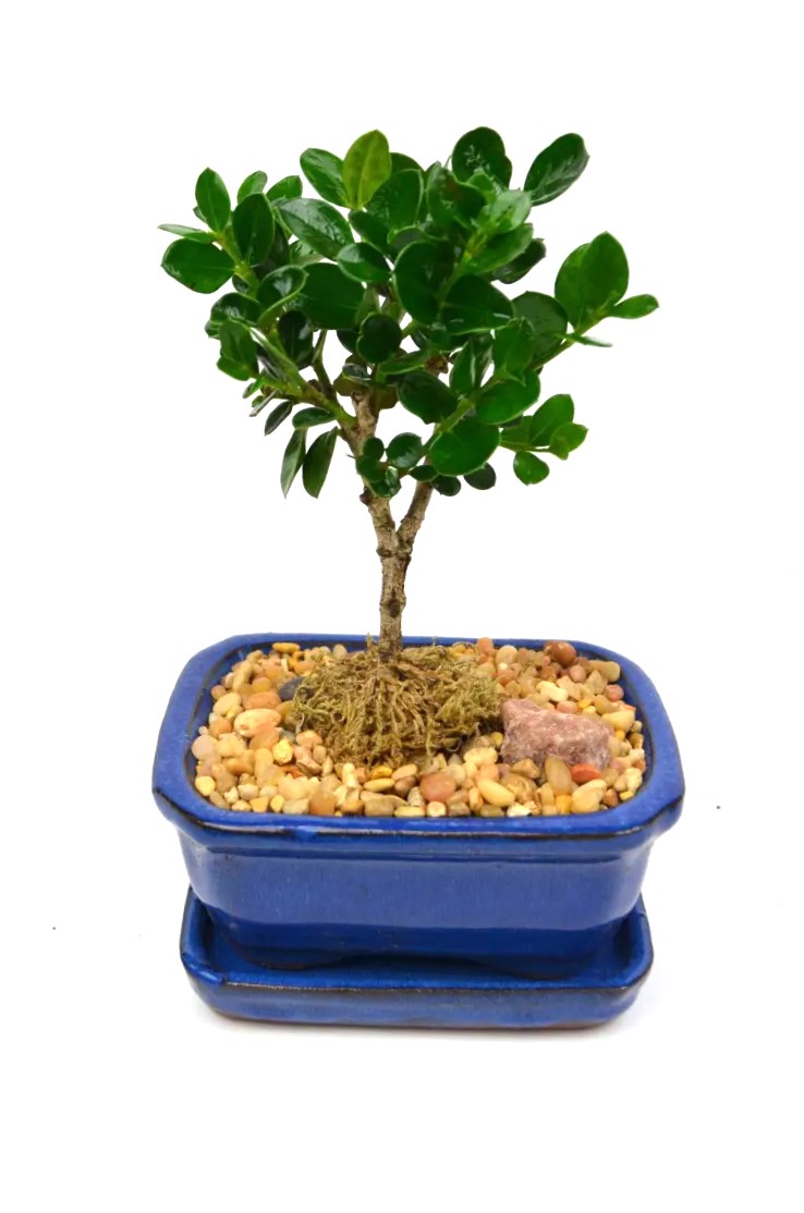 Bonsai Carissa Natal Plum