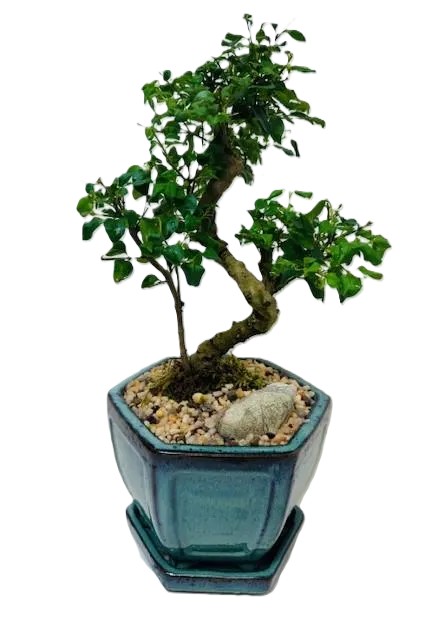 Bonsai Chinese Privet