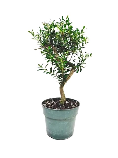 Bonsai Eugenia Boxifolia