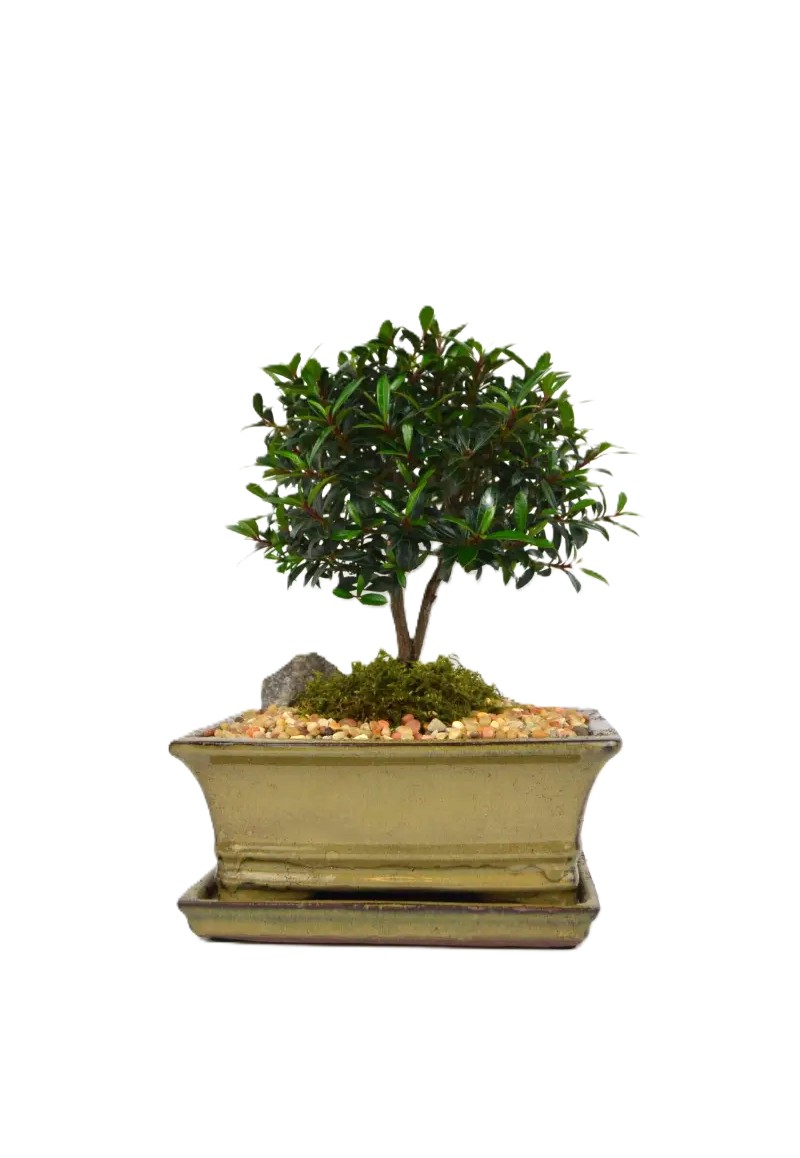 Bonsai Eugenia Brush Cherry