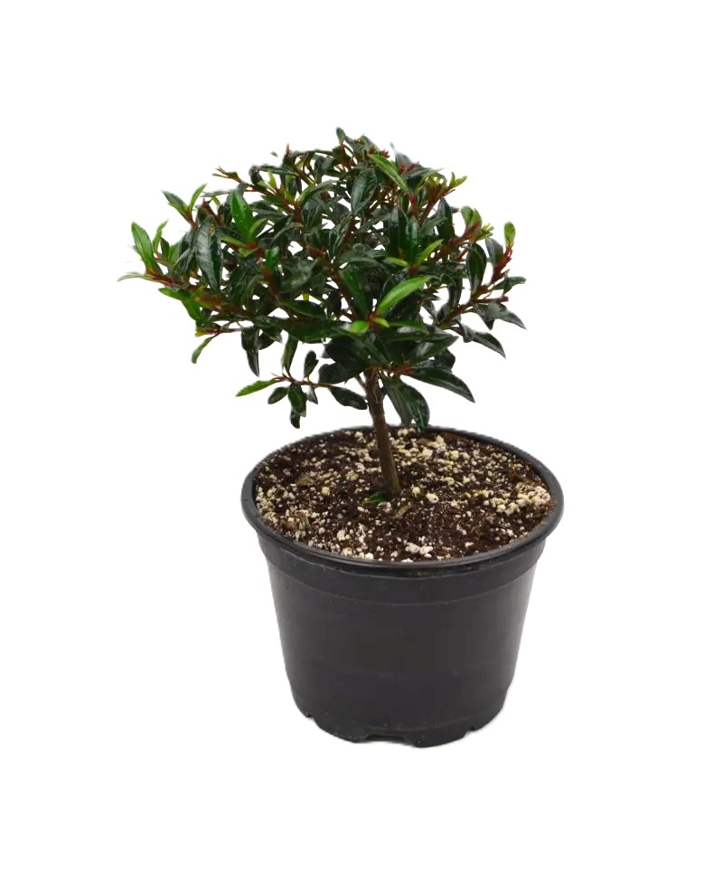 Bonsai Eugenia Brush Cherry