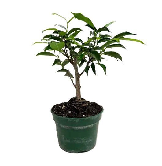 Bonsai Ficus Oriental