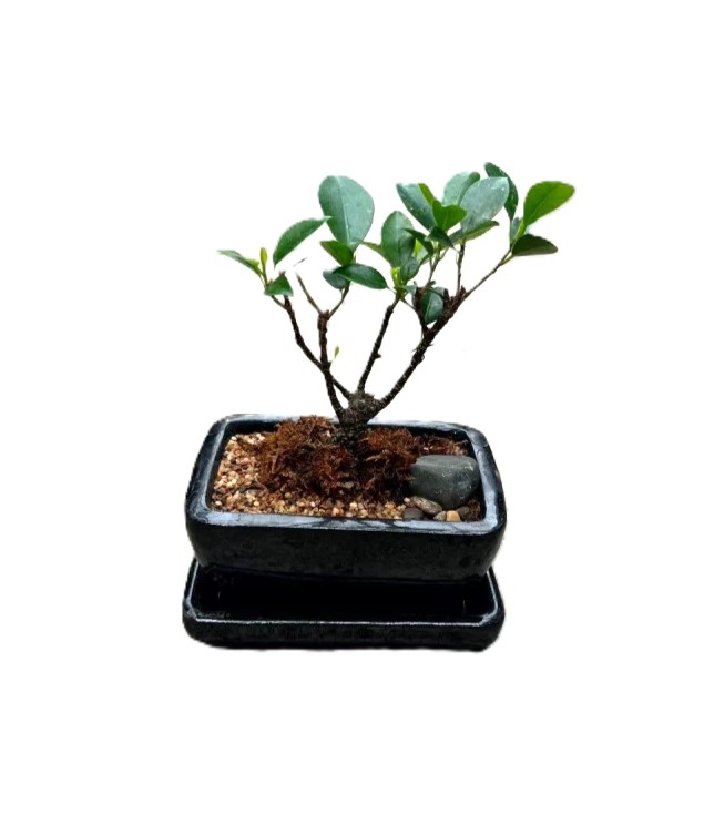Bonsai Ficus Tiger Bark