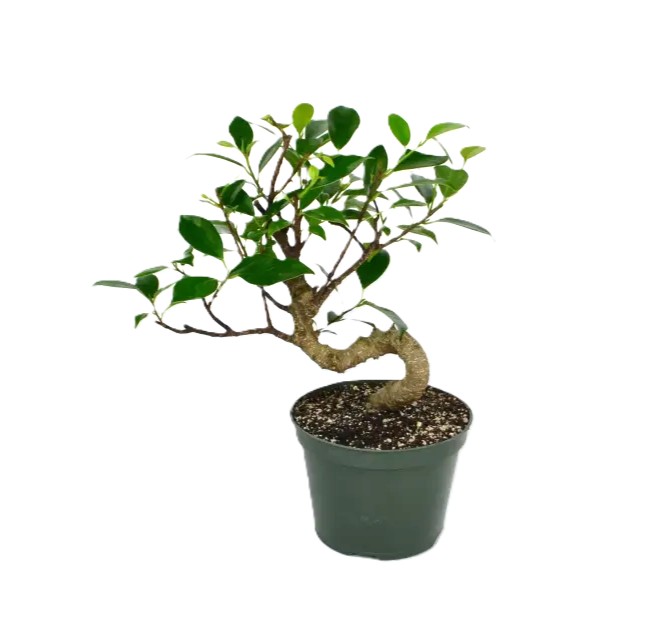 Bonsai Ficus Tiger Bark